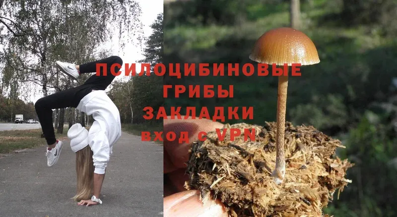 Галлюциногенные грибы Psilocybine cubensis  как найти   Калининск 